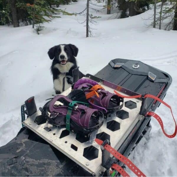 A pair of splitboard bindings ski-strapped to the top of a Mad Max Sled Rack. A border collie sits behind the snowmobile looking happy.